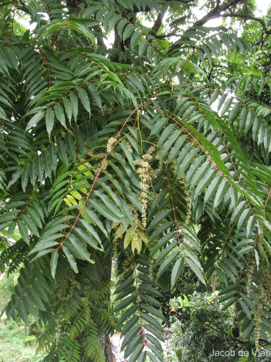 Toona sinensis (Juss.) M.Roem.